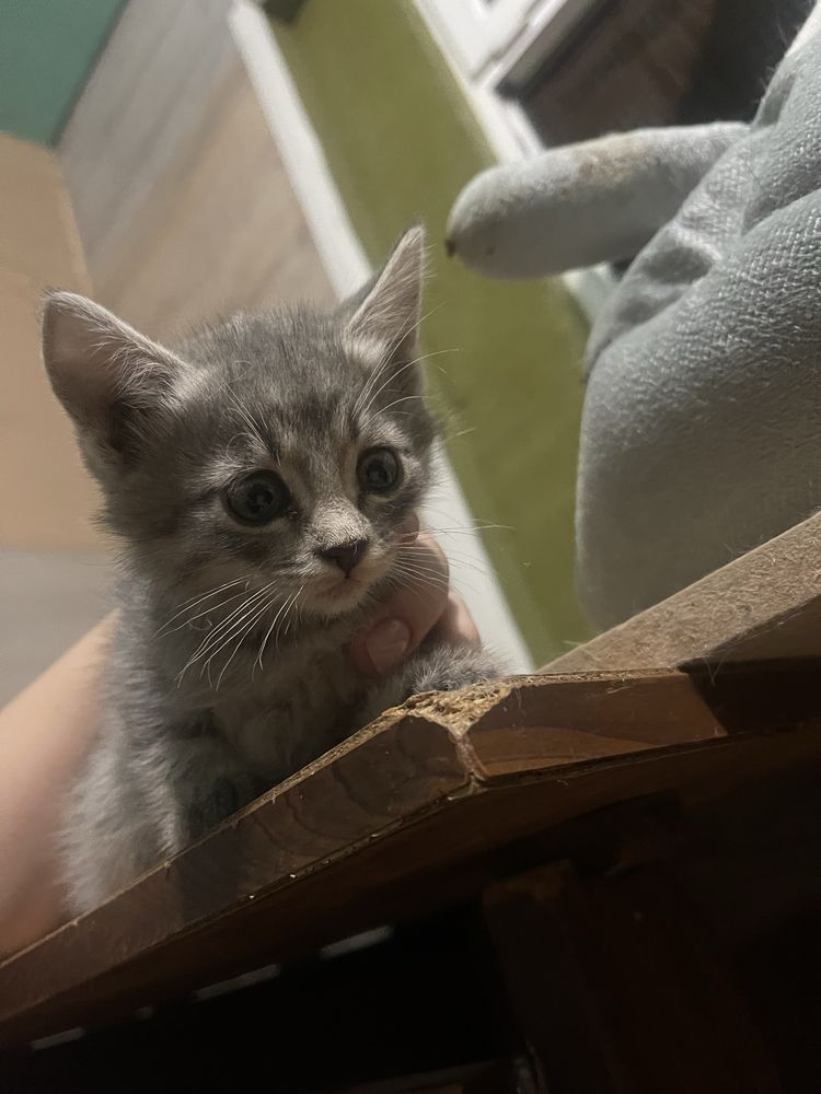 Котята , бесплатно , в хорошие руки