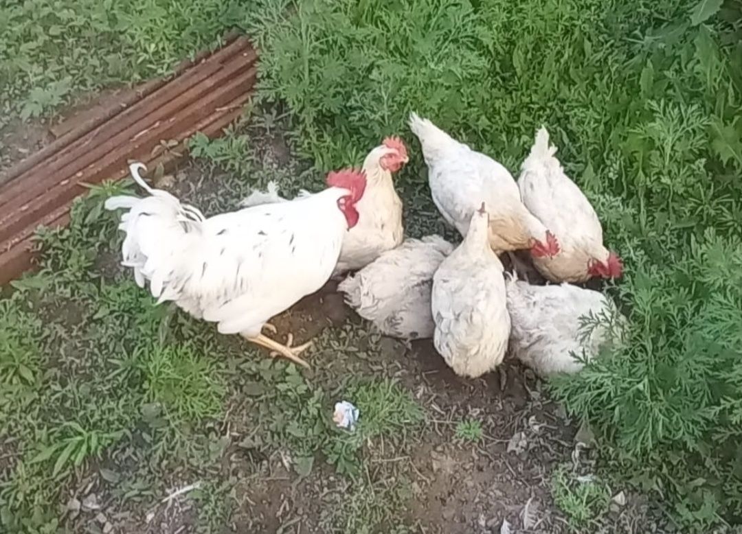 Продам инкубационные яйца несушек