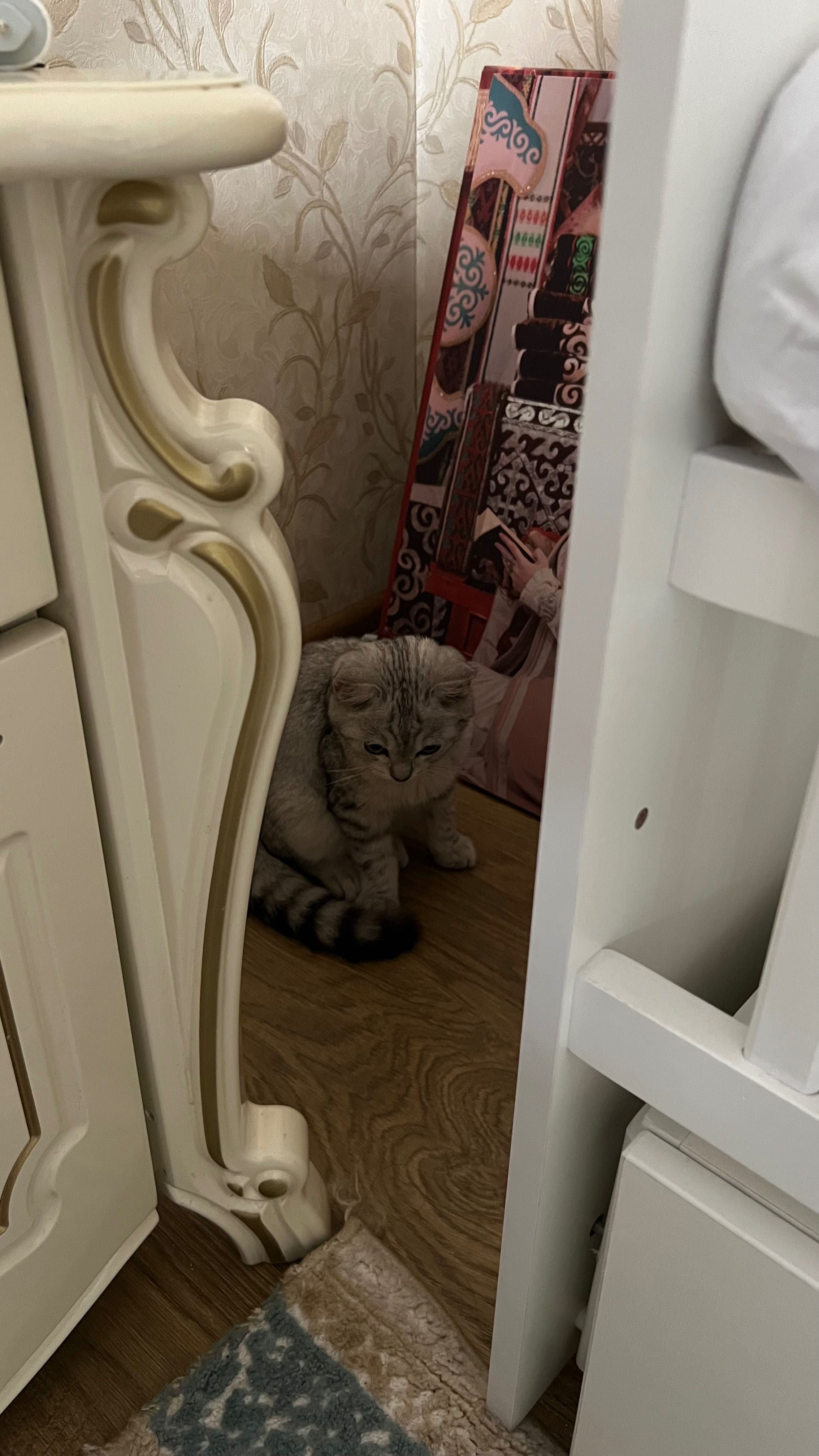 Мысық сатылады срочно!