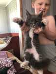 Котенок мейн кун 2 месяца документы