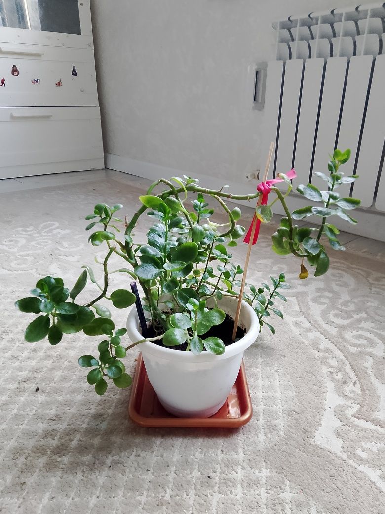 Продается комнатные цветы
