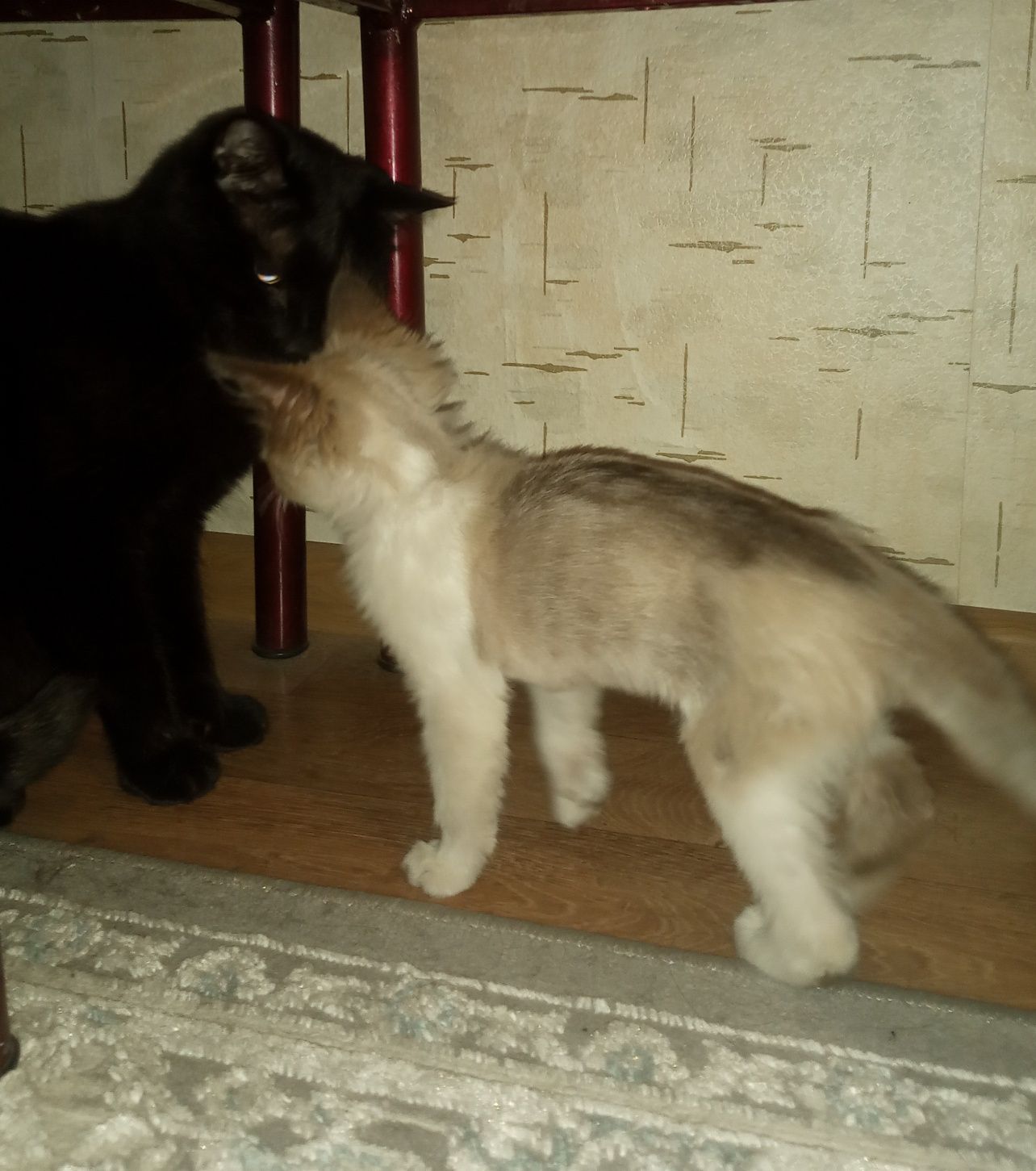 Отдам котенка в хорошие руки