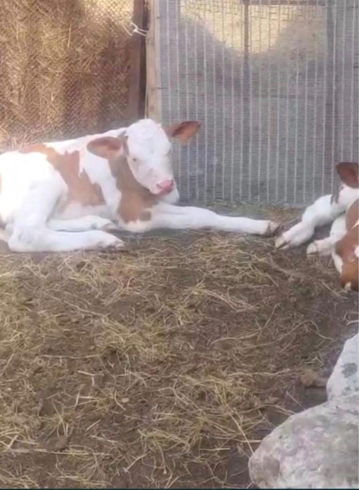 Срочно!Продам бычков