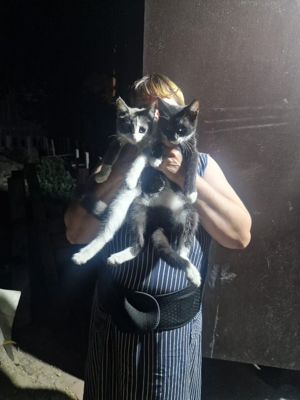 Котята бесплатно