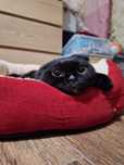Кошечка ищет котородителей