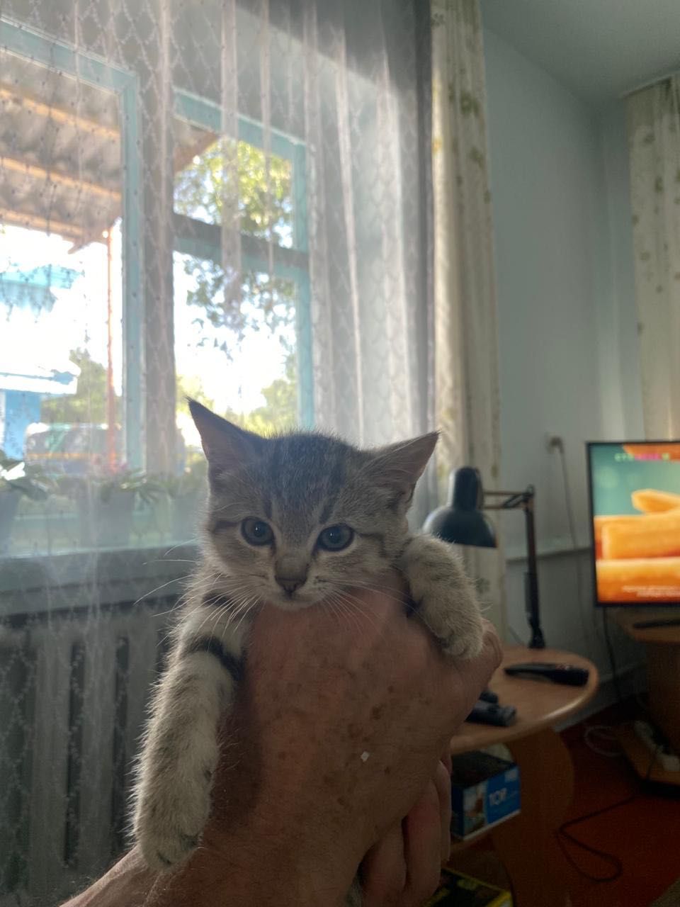 Отдам котят в хорошие руки