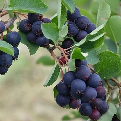 Саженцы Ирги в продаже