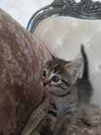 Милые котята даром
