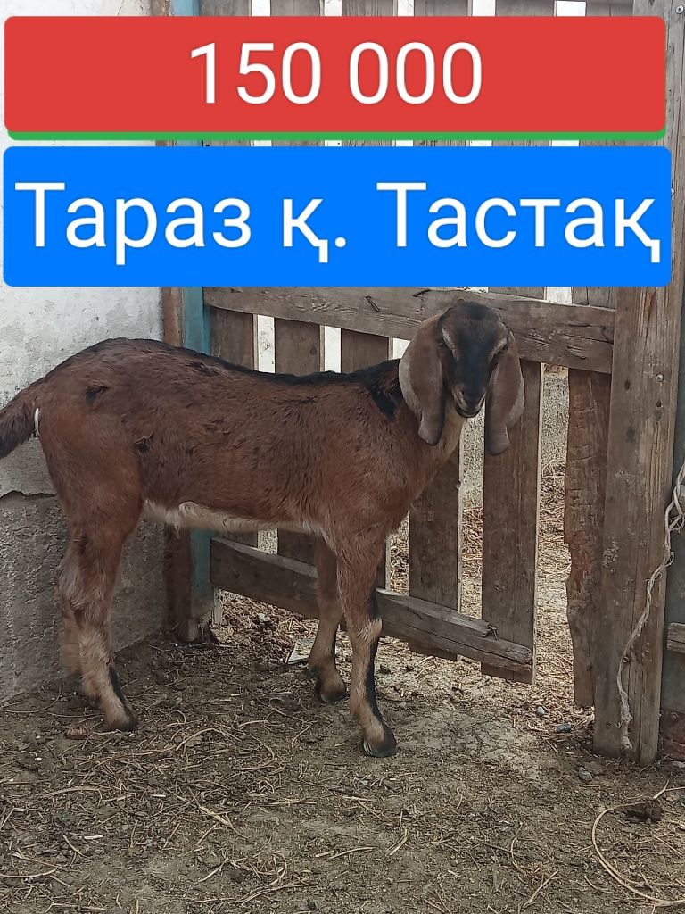 Битал лақ-95% наурыздын лағы