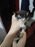 Отдам котенка в хорошие руки
