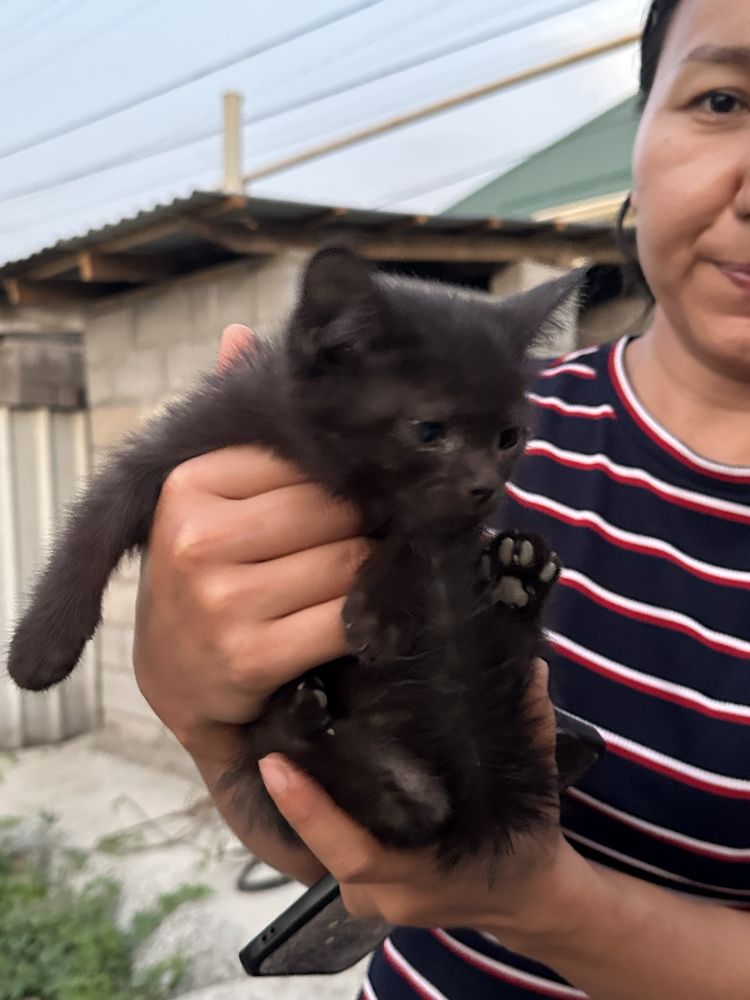 Отдам котят в хорошие руки