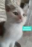 Котенок мальчик 3 мес.