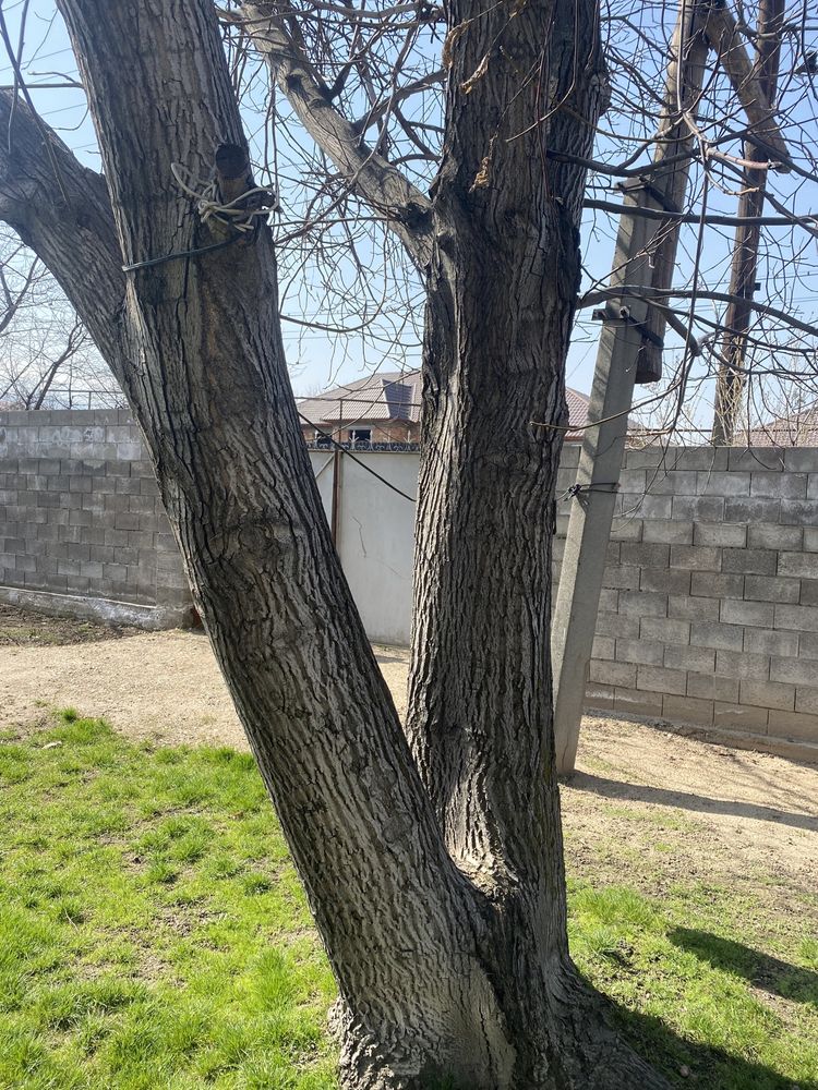 Продам дерево орех