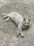 Срочно!!! Котенок