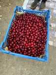 Продам вишню местная