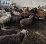 Продам баран на курбан айт