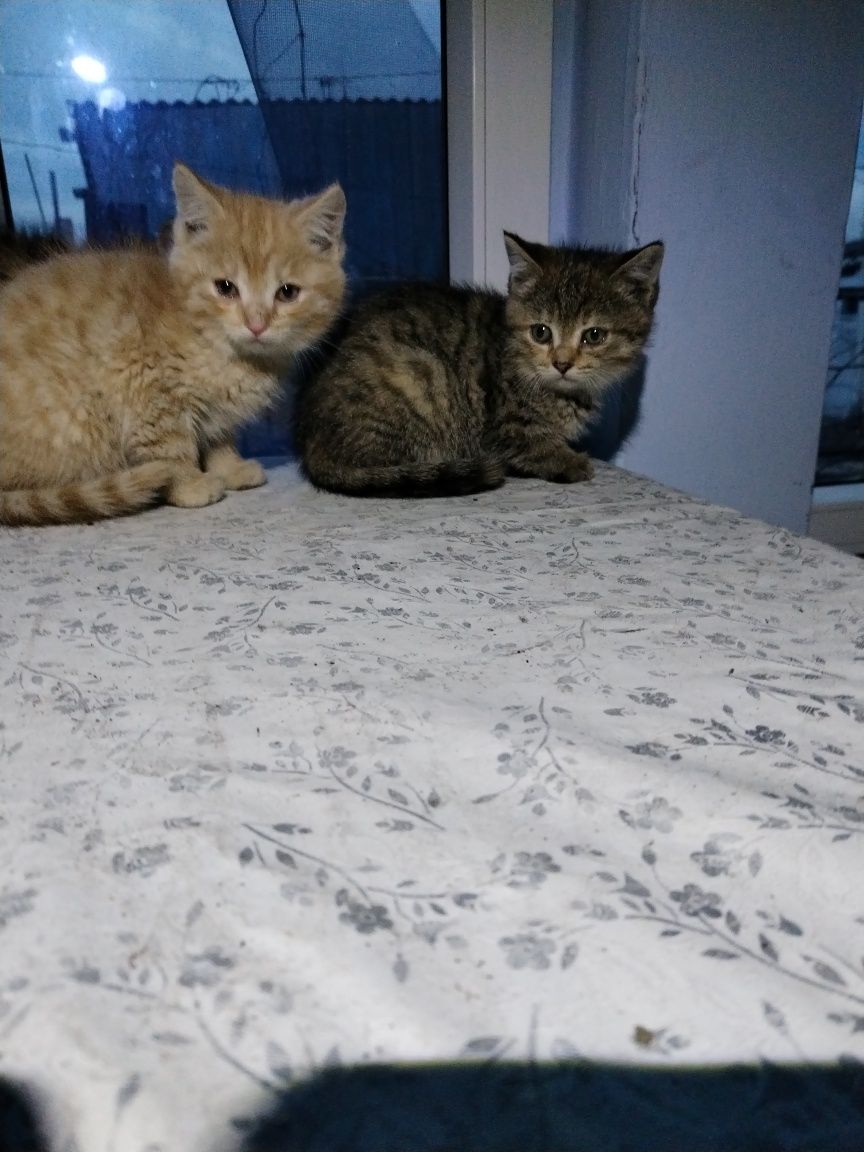 Котята в добрые руки бесплатно