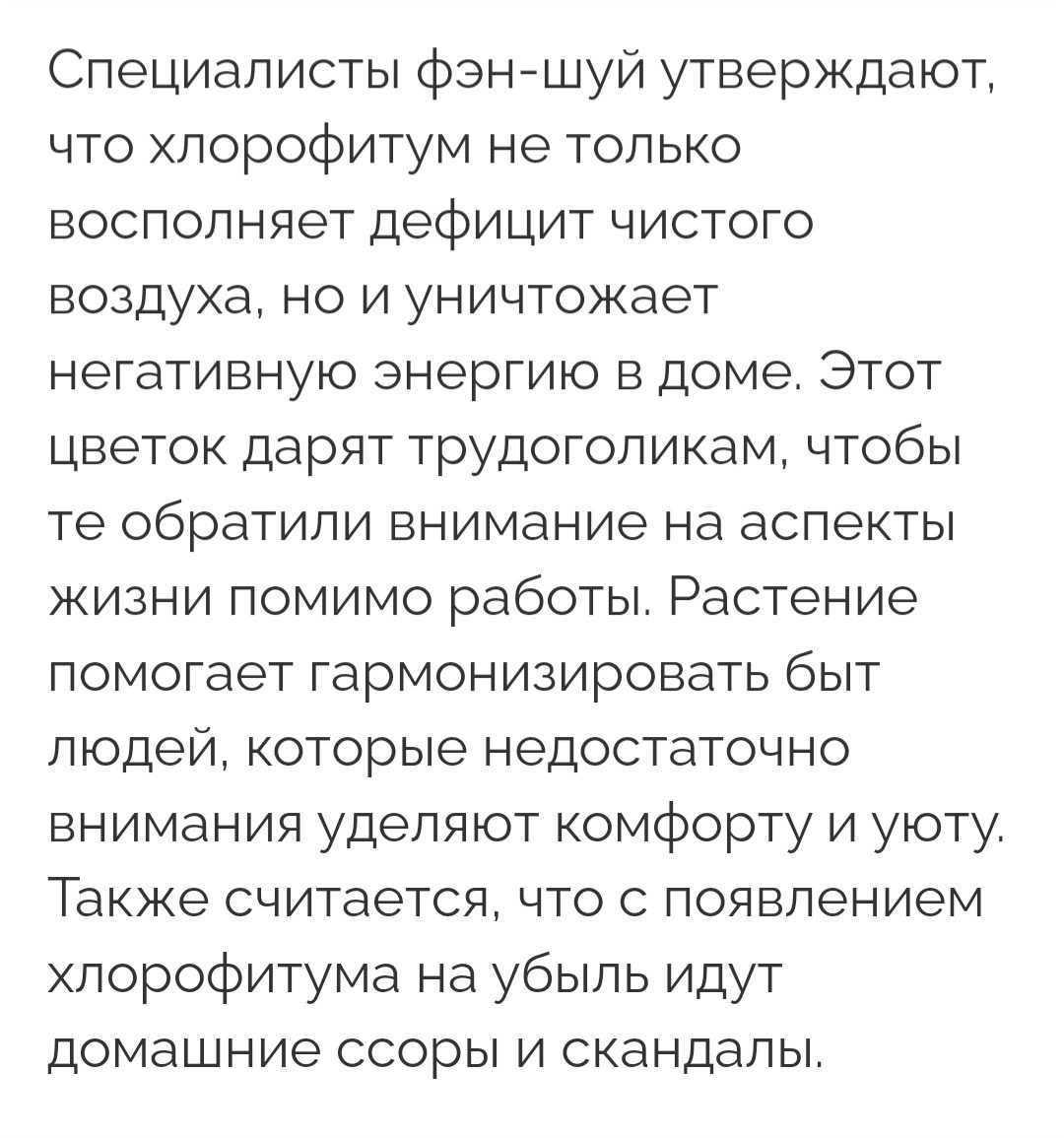 Хлорофитум океан, вариегатный.