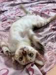 Бенгальский котенок