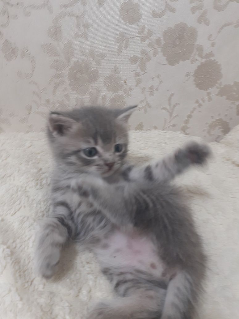 Шотландские котята.