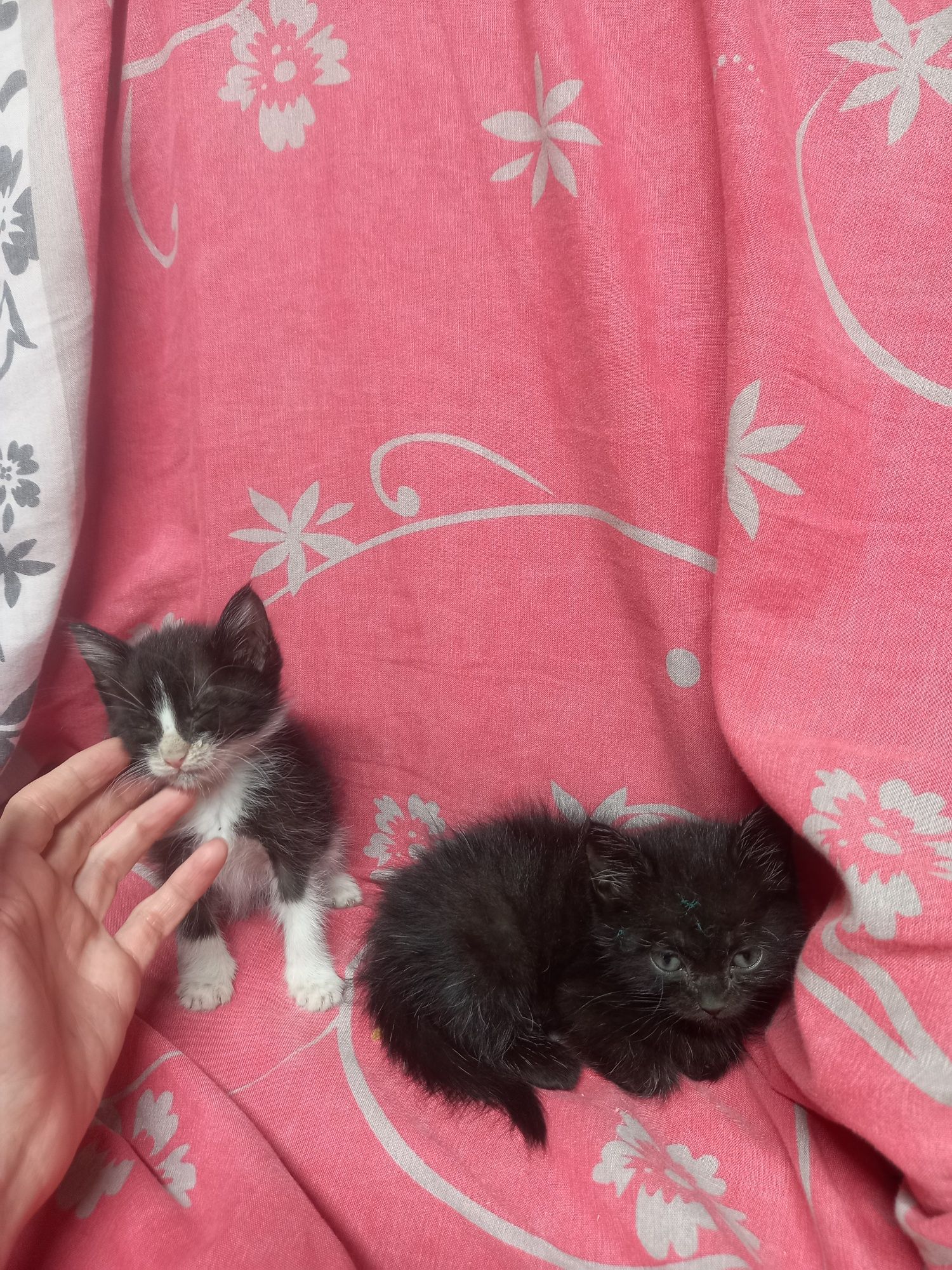 Отдам котят в хорошие руки