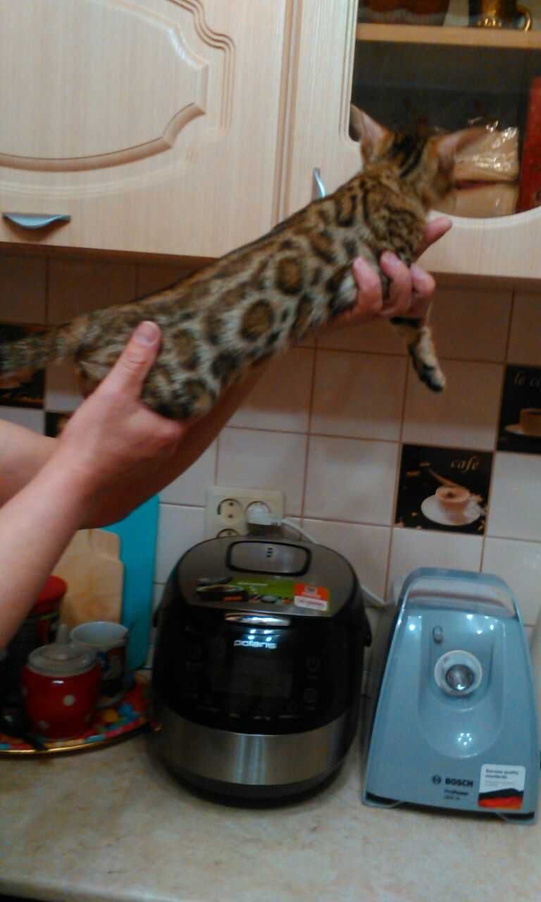 Бенгальские девчонки розетка на золоте