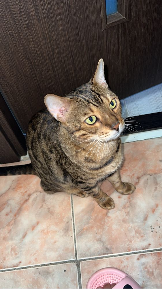 Бенгальский кот .