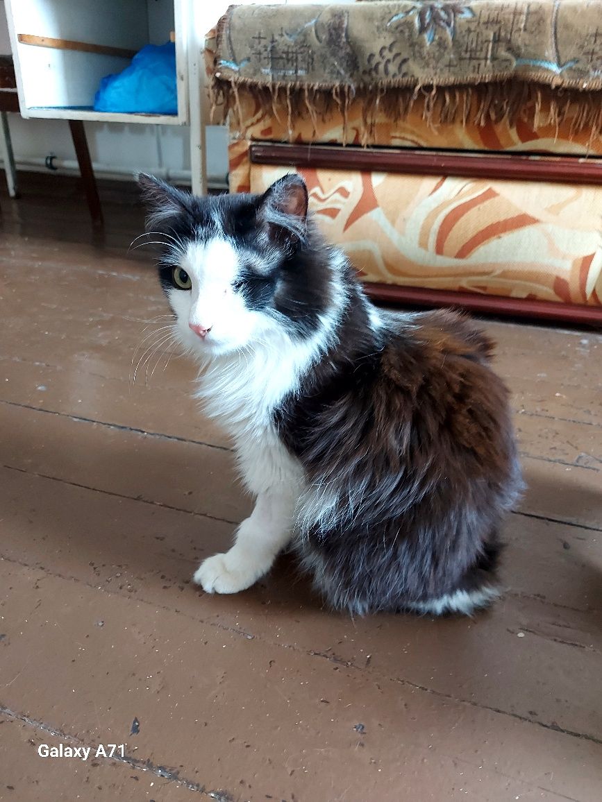 Котик Альфред,кастрат