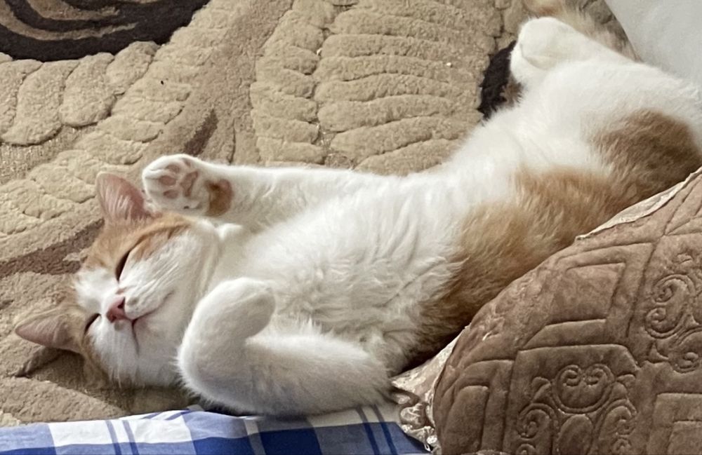 котенок, полгодика