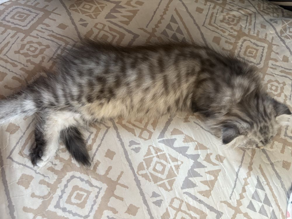 Продаю породистых котят, смесь Вислоухой и Мейн куна