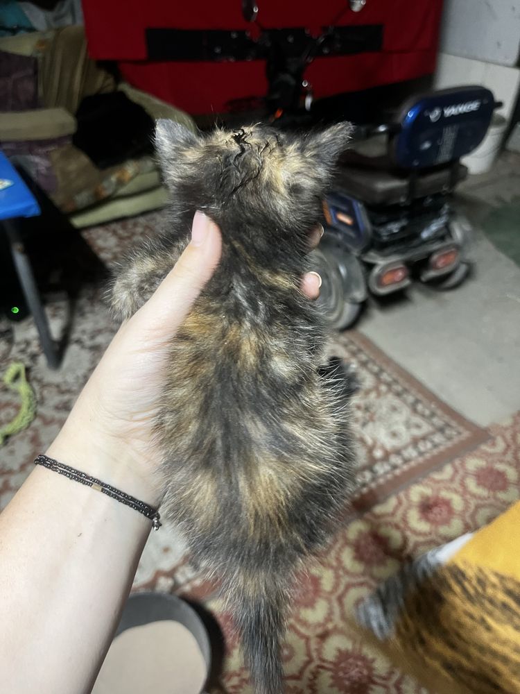 Отдам даром кошечку