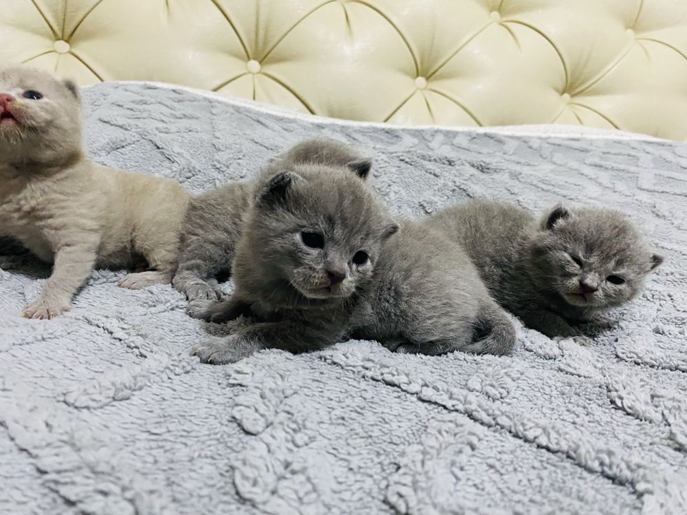 Шотландский вислоухий котята