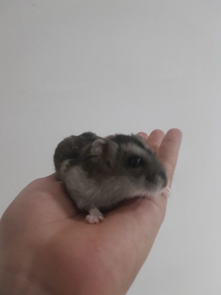 Хомяк с клеткой,девочка