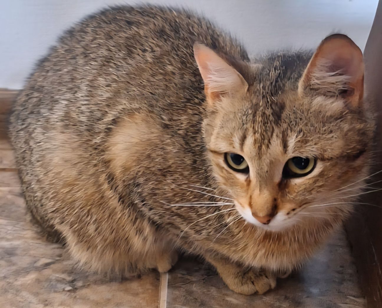 СРОЧНО! Кошечки и котики ищут дом!