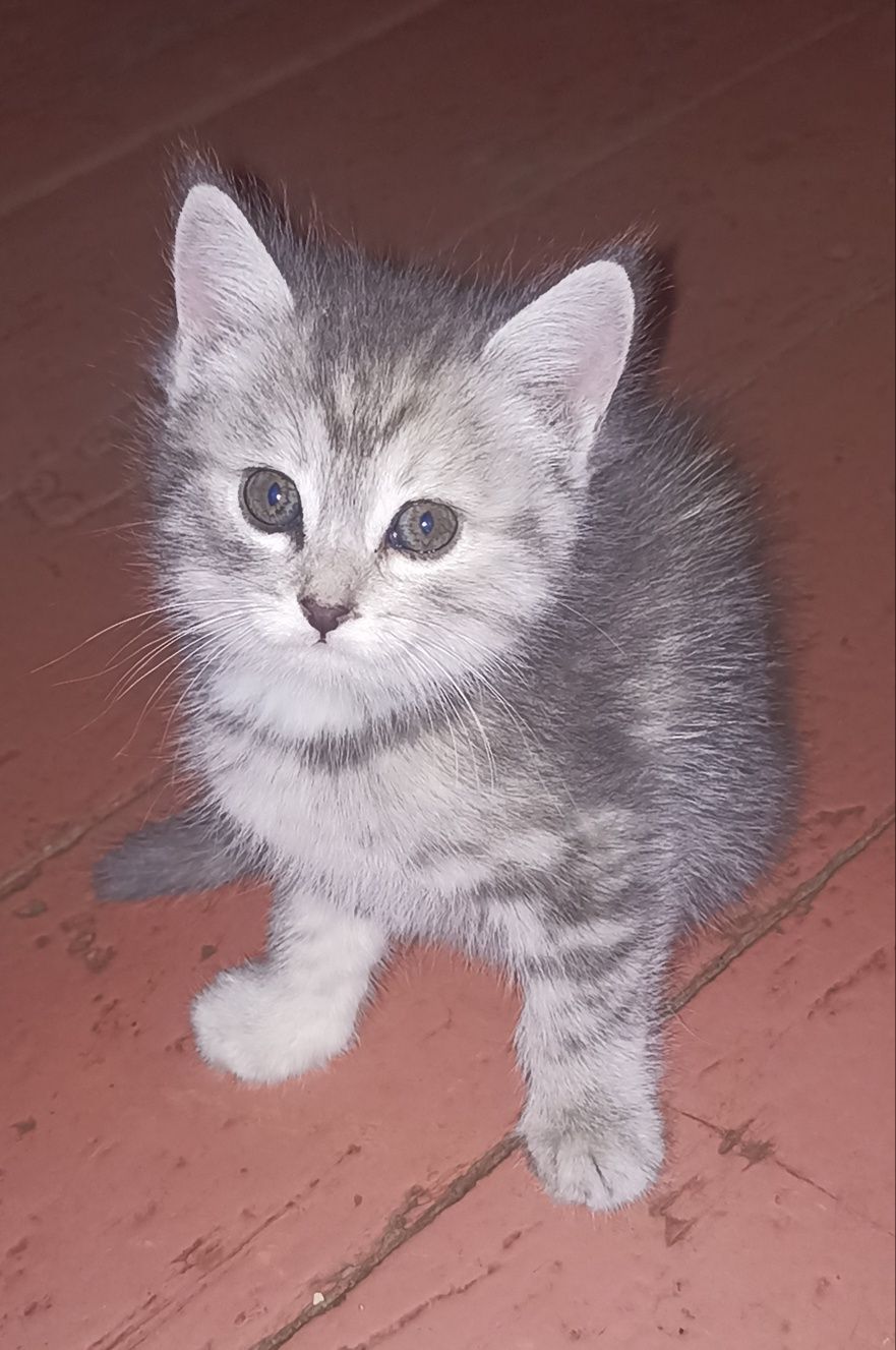 Котятки -котятушки-мальчики и девочки!