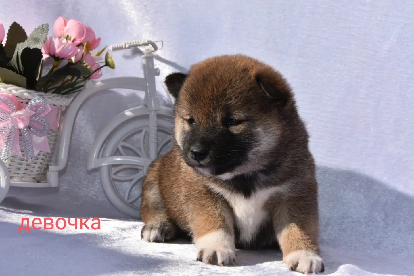 Сиба ину девочка и мальчик