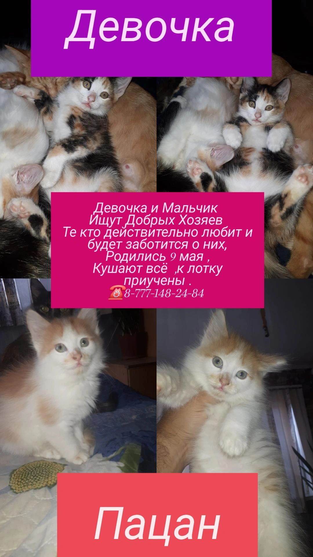 Котятки  Пацан Мальчишка и Девчушка