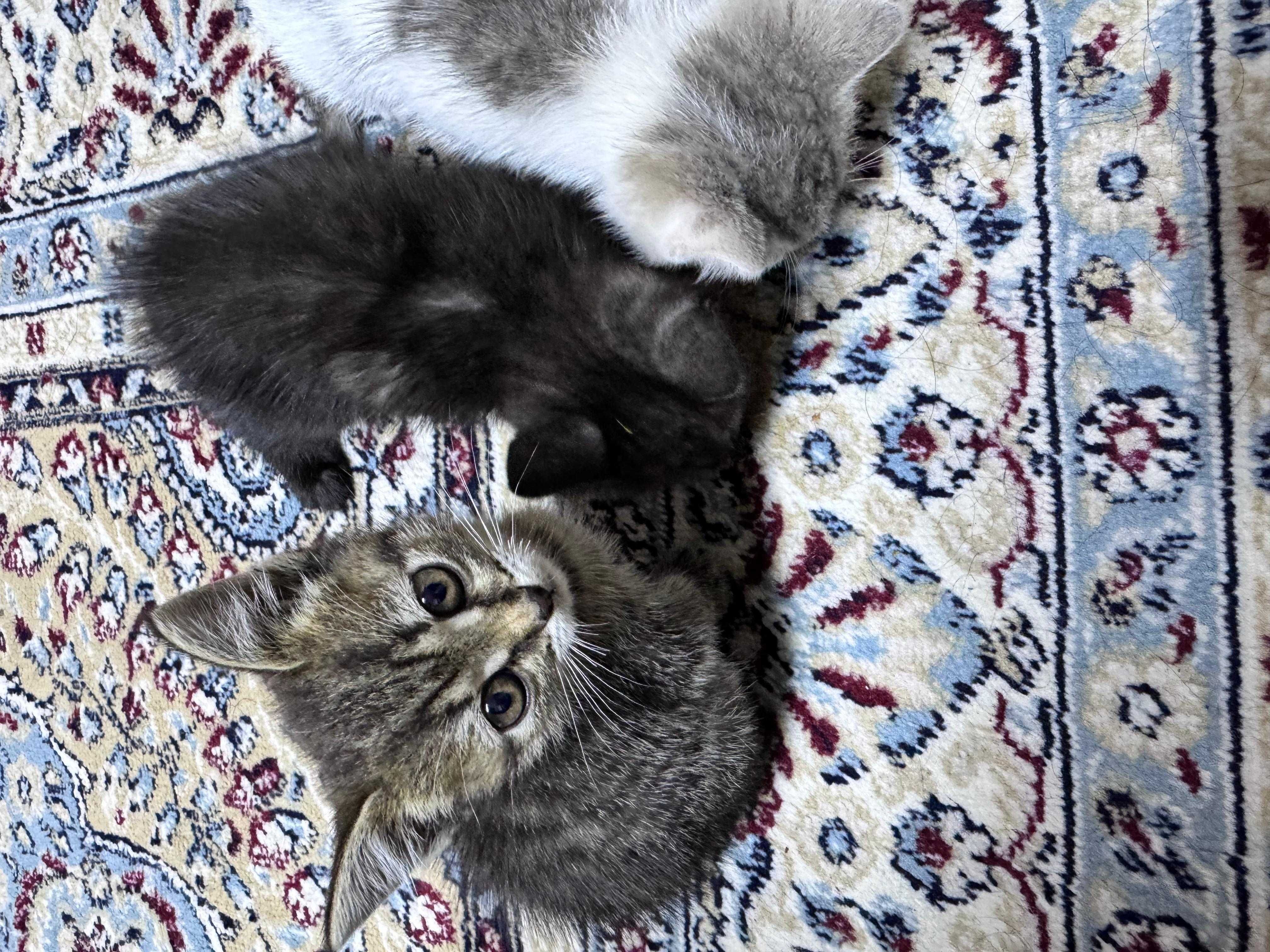 Отдам котят в хорошие руки