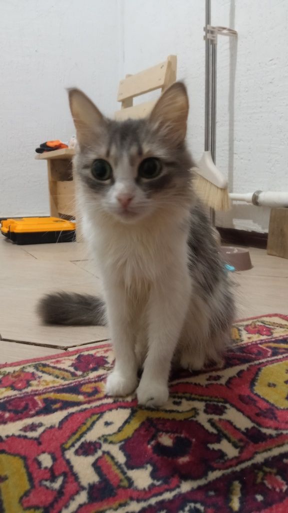 Прдам в добрые руки кошку Шотланку