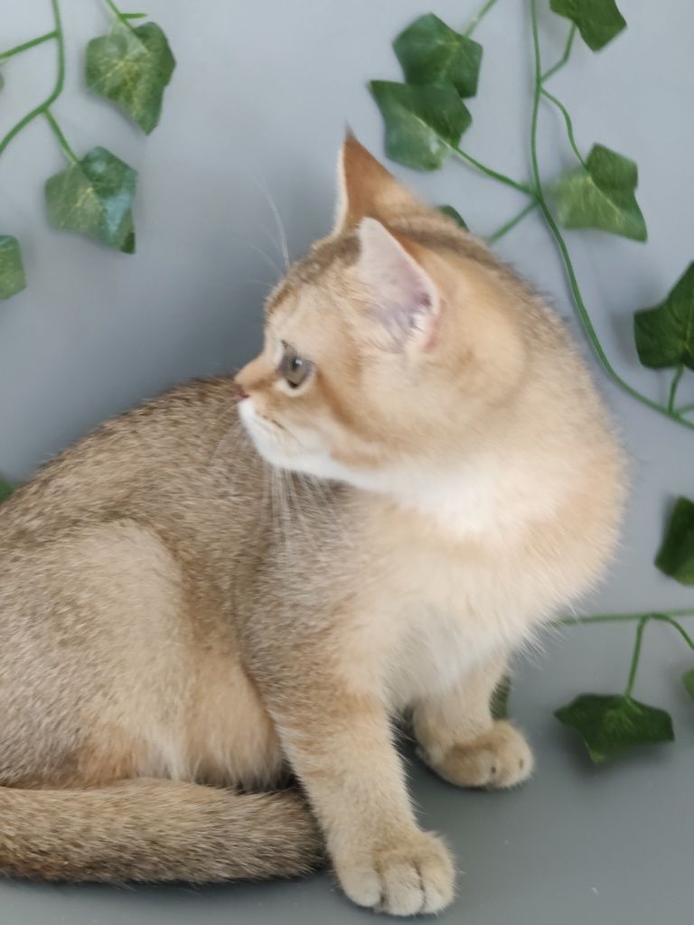 Котик Шиншилла 3 мес ny25