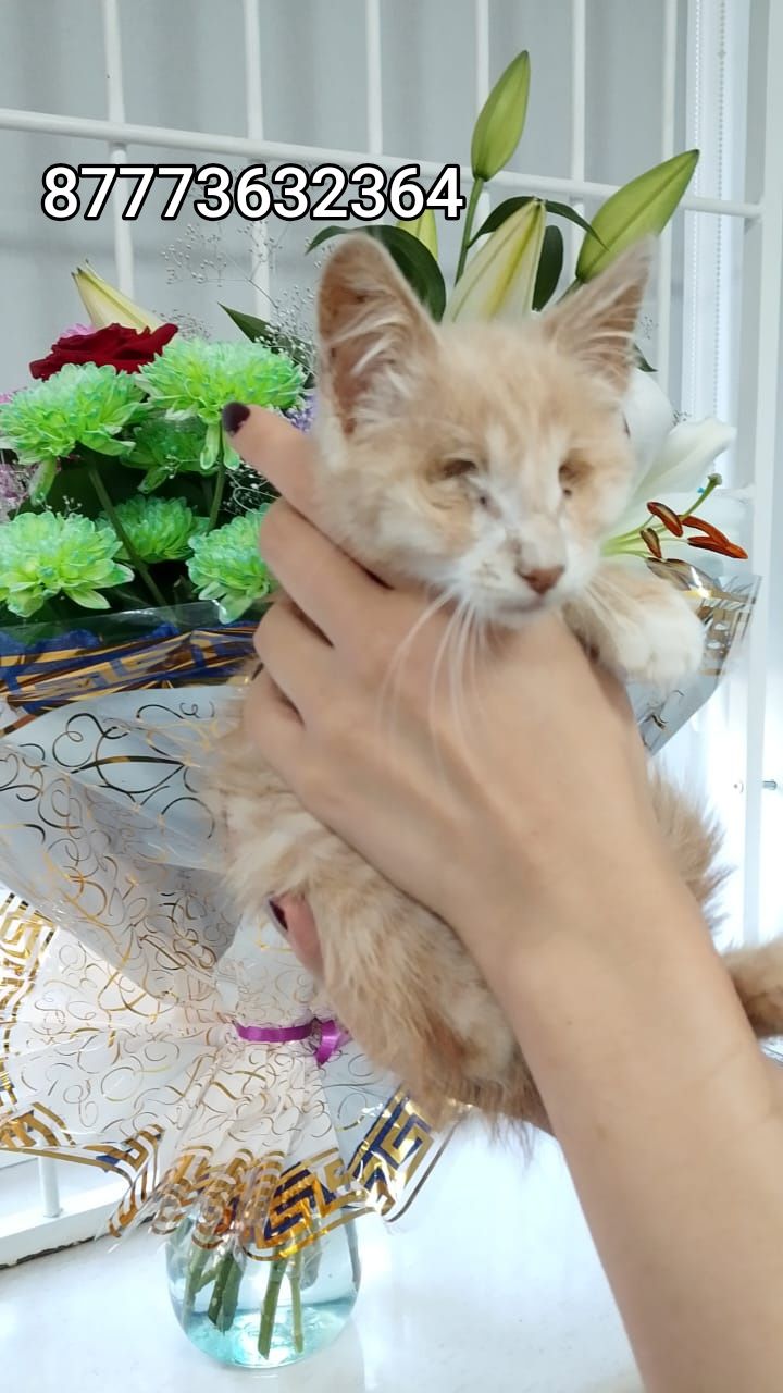 Котёнок 3 месяца