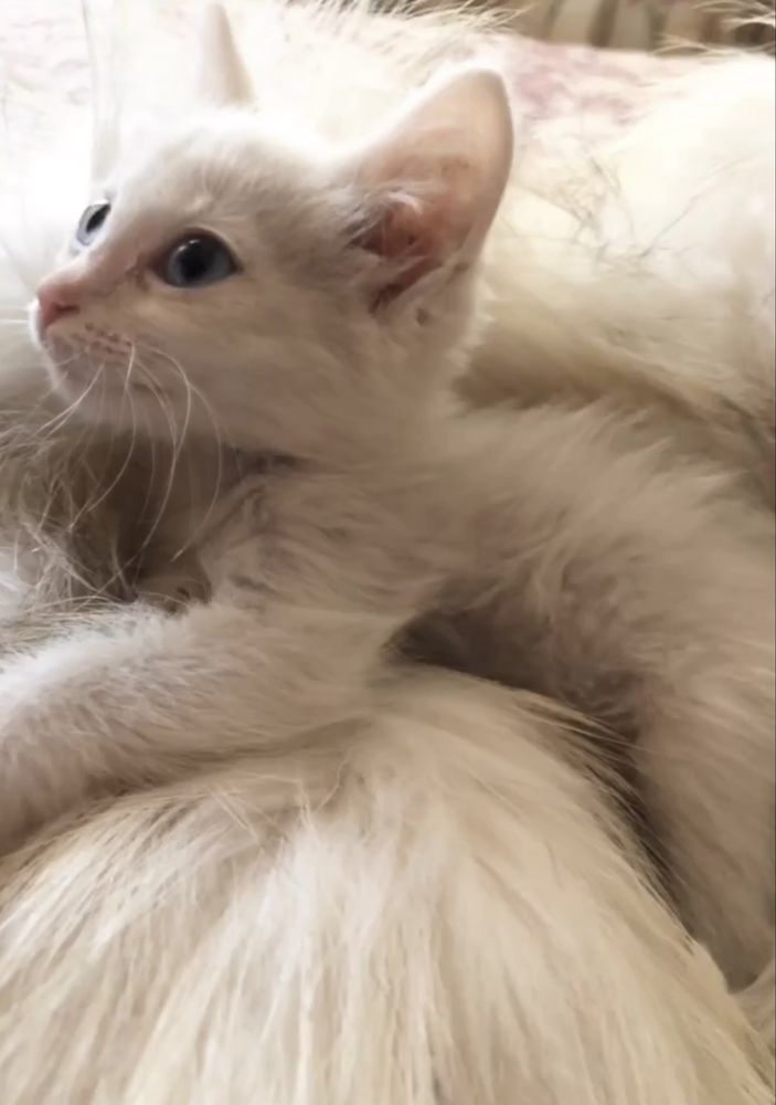 Котенок 2 месяца девочка