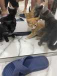 Котята 2 месяца