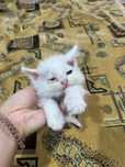 Котята 2 ( пол не известно) даром