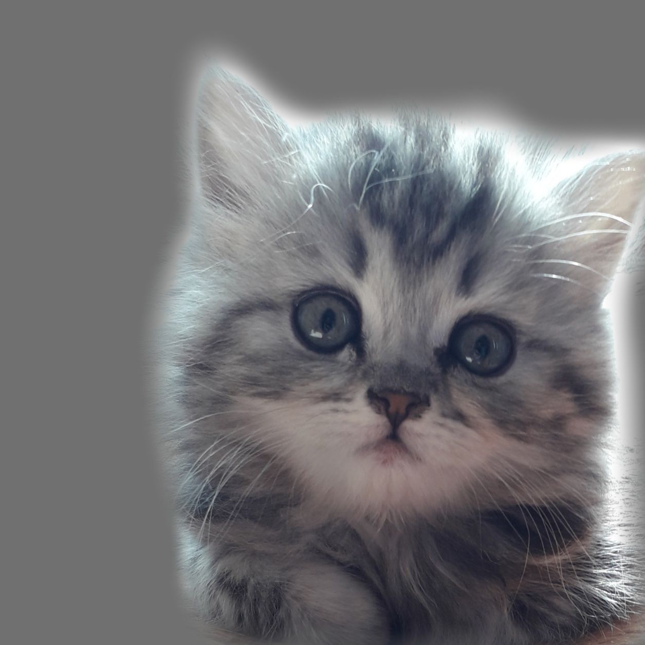 Вязка чистокровный  шотландский вислоухий  кот