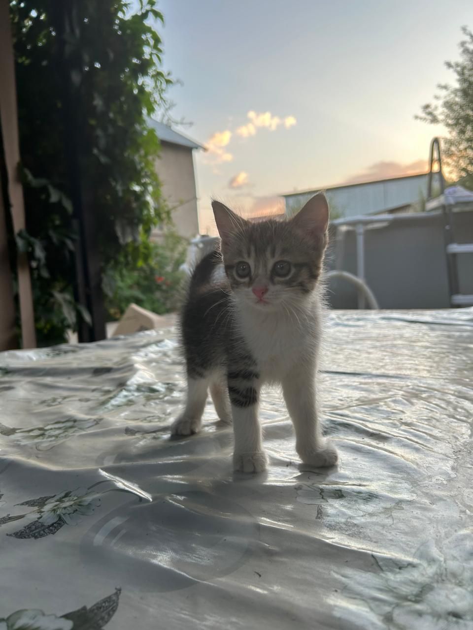 Котёнок ласковый.