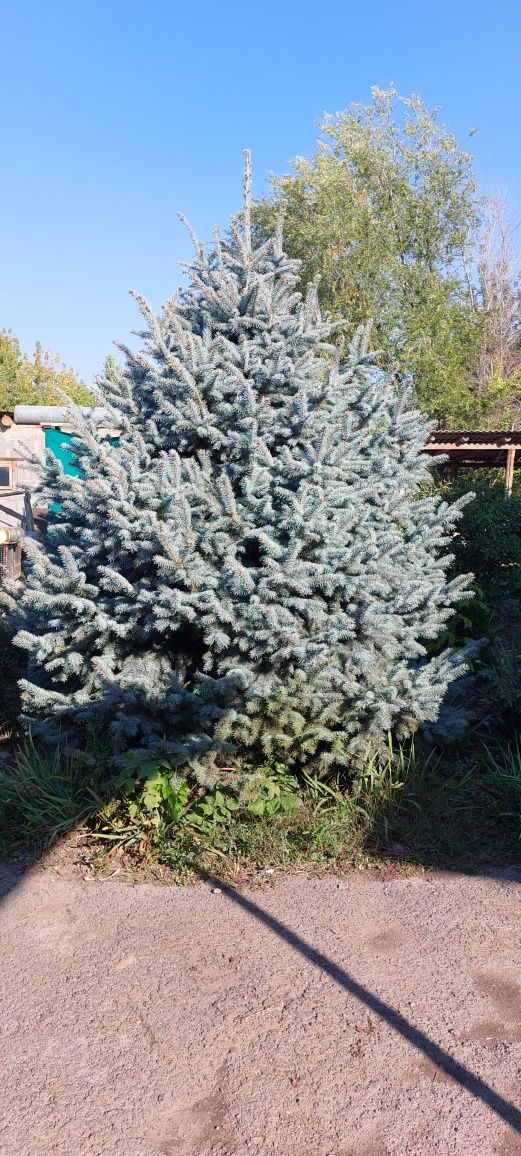 Продам ель Голубую Супер Блю