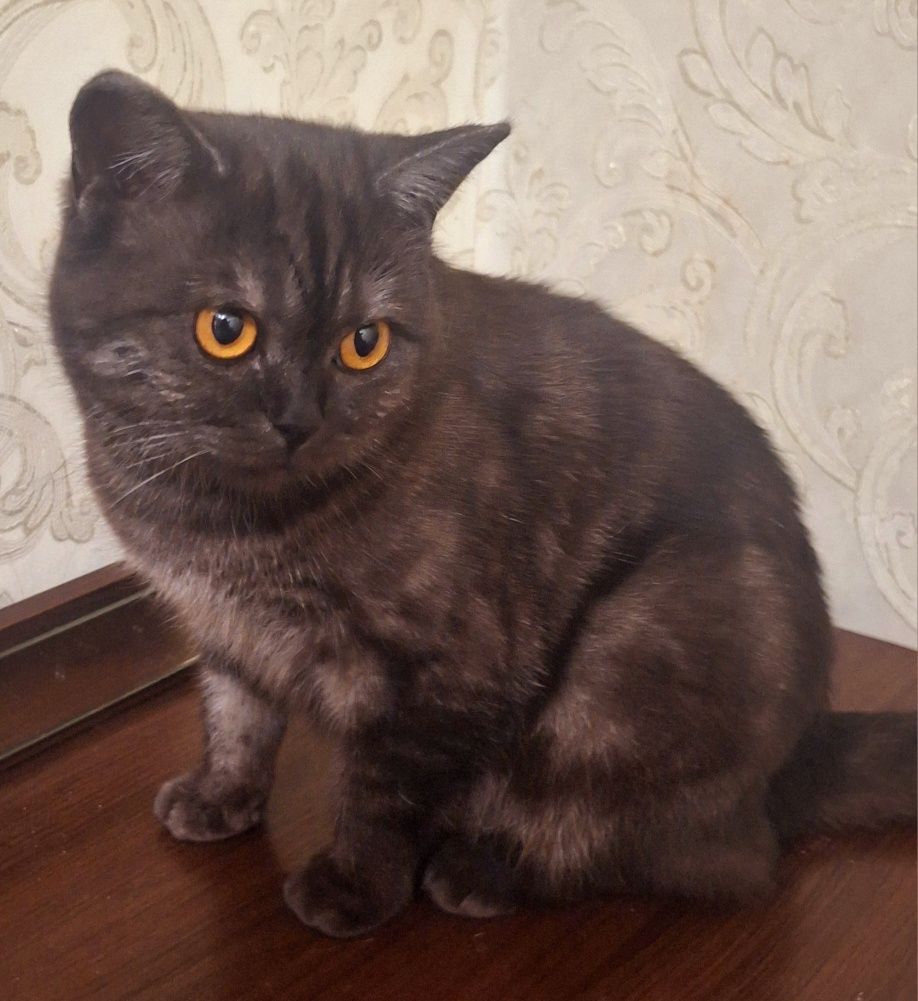 Шотландская кошечка  Алиса . .Стерелизована