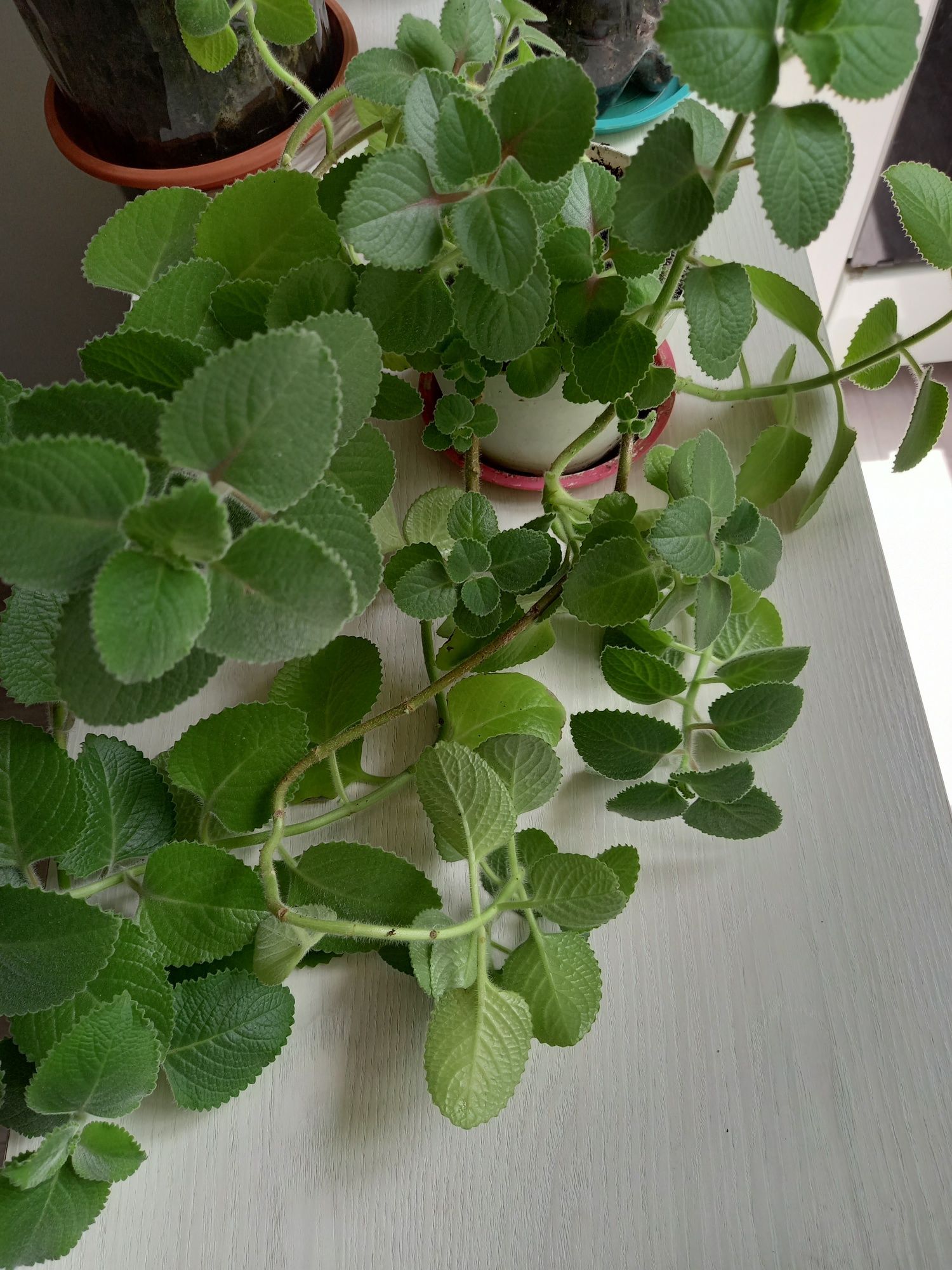 Продам комнатные цветы.