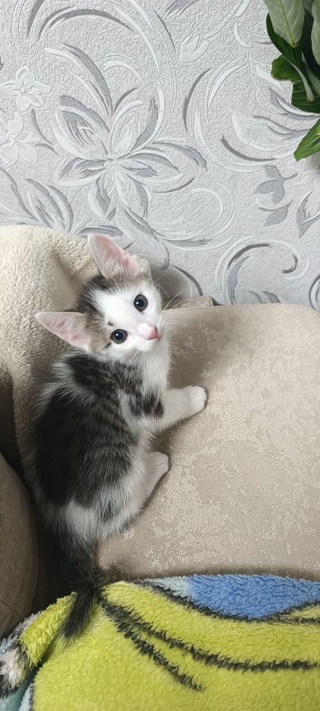 Отдам котят в хорошие руки